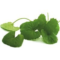 Centella Asiatica Brahmi