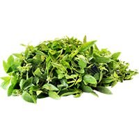 Dwarf Copperleaf