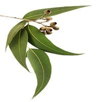 Eucalyptus