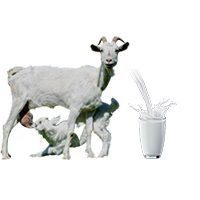 Goatmilk