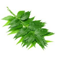 Neem