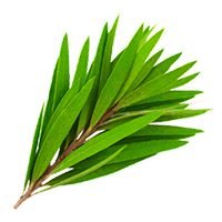 Teatree