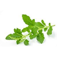 tulsi